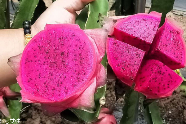 如何挑红心火龙果,红心火龙果挑选技巧