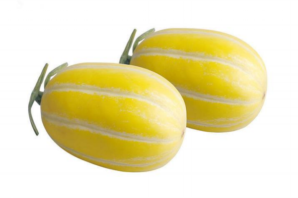 香瓜为什么会烂根部的藤,香瓜为什么会烂