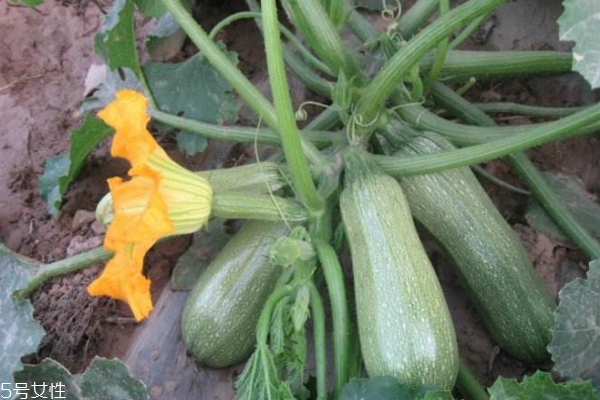 西葫芦配什么炒好吃,西葫芦和什么炒好吃怎么做好吃