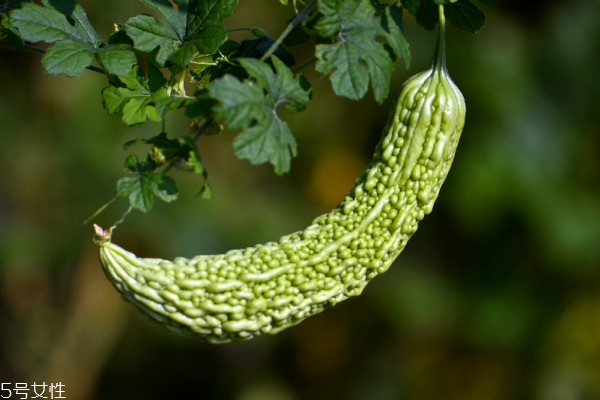 苦瓜要用盐水泡吗,苦瓜用盐水泡真的没那么苦吗