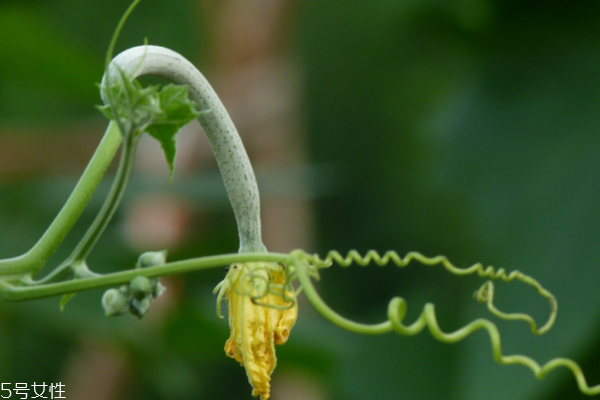 丝瓜适合什么地方种植,丝瓜怎样种植最好