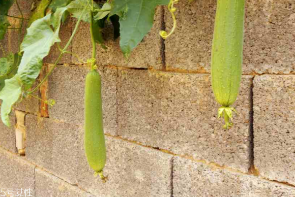 丝瓜有什么功效和作用,丝瓜都有哪些吃法 丝瓜有什么功效和作用,丝瓜都有哪些吃法