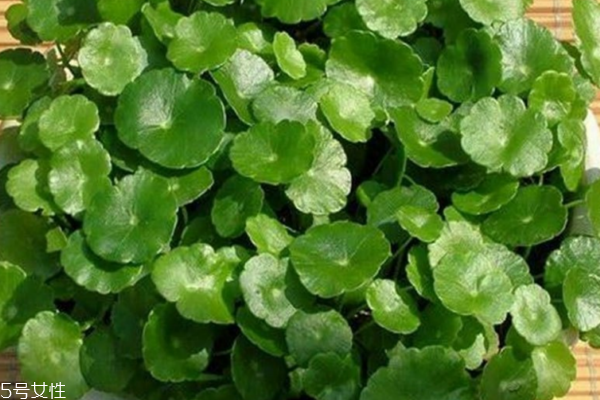 金钱草是铜钱草吗?,金钱草铜钱草有何区别