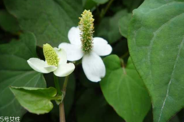 鱼腥草可以治皮肤病吗,鱼腥草能治皮肤痒吗?效果如何