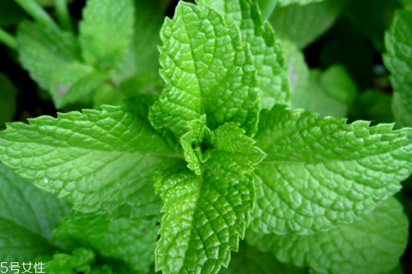 薄荷能净化空气吸收甲醛吗,薄荷可以去除甲醛吗