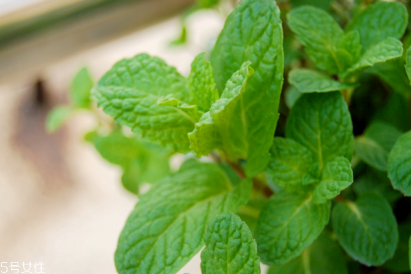 薄荷可以泡水喝吗?,薄荷叶有什么功效和作用