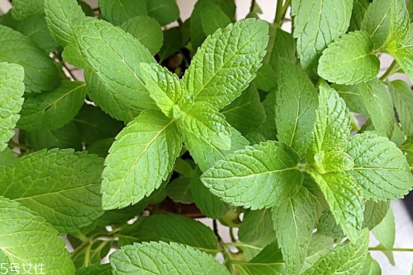 薄荷可以水培吗?,薄荷可以水培吗水培薄荷怎么养