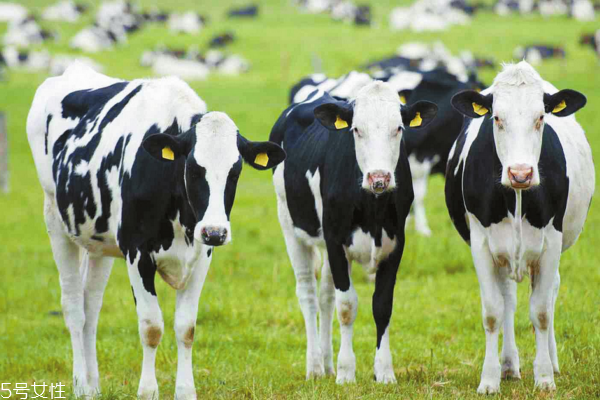 牛鞭是什么味道 常人不能接受,牛鞭是什么味道