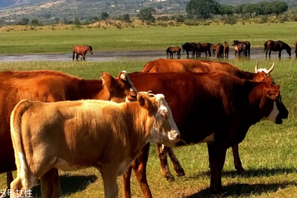 吃牛鞭真的补肾吗,牛鞭可以壮阳吗 吃牛鞭真的补肾吗,牛鞭可以壮阳吗
