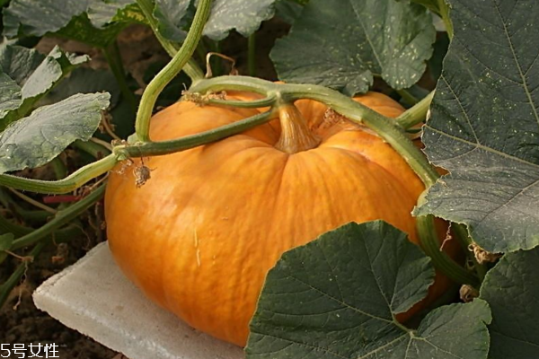 南瓜有什么营养价值和功效,南瓜子有什么营养和功效