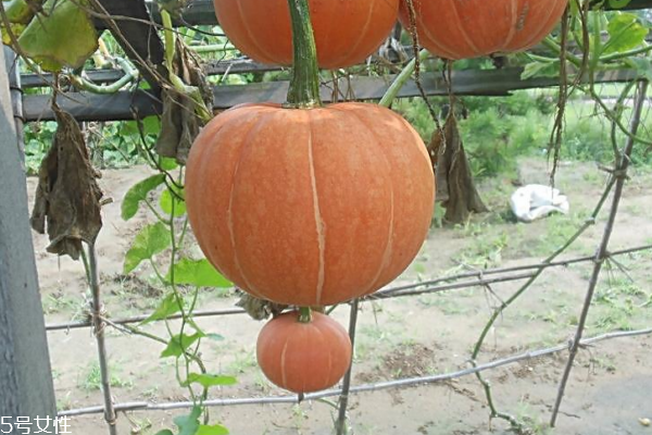 南瓜是养胃还是伤胃,吃南瓜对肠胃好不好