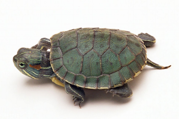 乌龟吃肉吗?吃什么肉,乌龟吃肉吗吃的是生肉还是熟肉