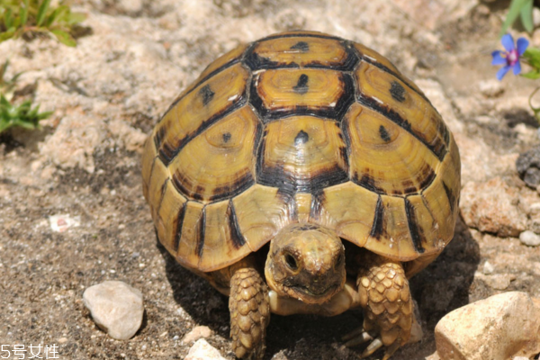 乌龟吃什么食物?,巴西龟吃什么