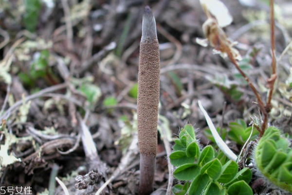 虫草发霉最好的处理方法,冬虫夏草发霉处理