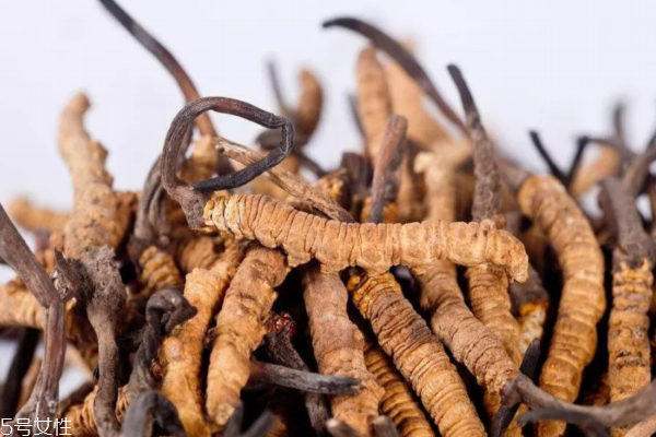 冬虫夏草大小有区别吗,冬虫夏草大小跟效果有关系吗
