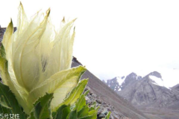 天山雪莲的副作用和禁忌,天山雪莲的副作用是什么 天山雪莲的副作用和禁忌,天山雪莲的副作用是什么