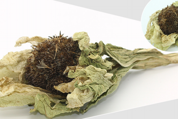 天山雪莲是凉性的是热性,天山雪莲寒性还是热性