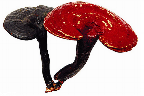 灵芝是补品吗,灵芝是补品还是药材