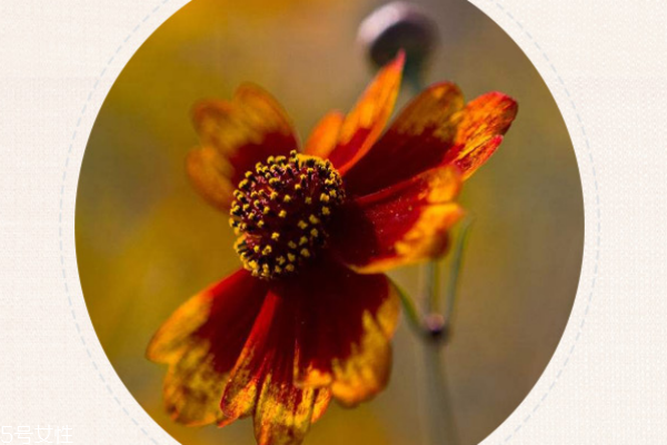 雪菊是中药吗,中药雪菊功效作用