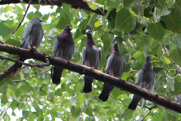 鸽子肉补肾壮阳吗,吃鸽子肉补肾壮阳吗
