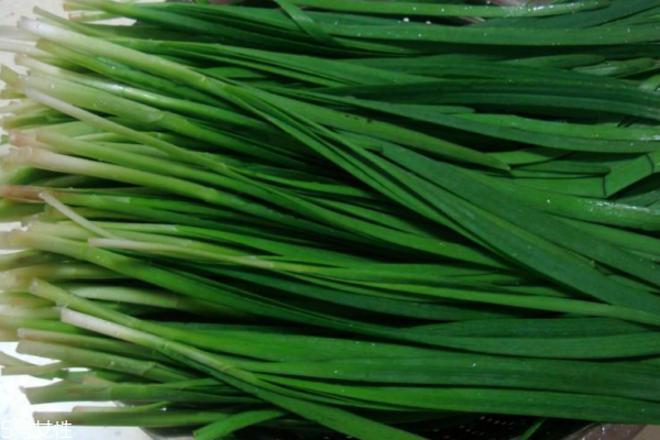 韭菜为什么要割三次,韭菜割几次就不能要了 韭菜为什么要割三次,韭菜割几次就不能要了