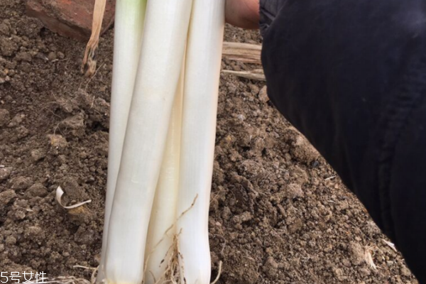 大葱能和韭菜一起吃吗?,韭菜和小葱可以一起吃吗