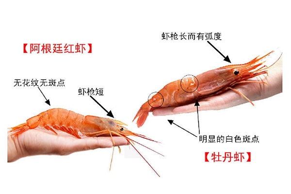 阿根廷红虾和一般的虾有什么区别,阿根廷红虾和红魔虾一样吗