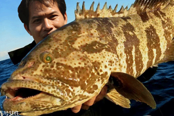 石斑鱼的做法清蒸几分钟,石斑鱼清蒸几分钟