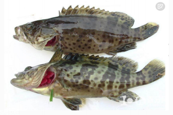 药膳石斑鱼孕妇可以吃吗,石斑鱼孕妇可以吃吗