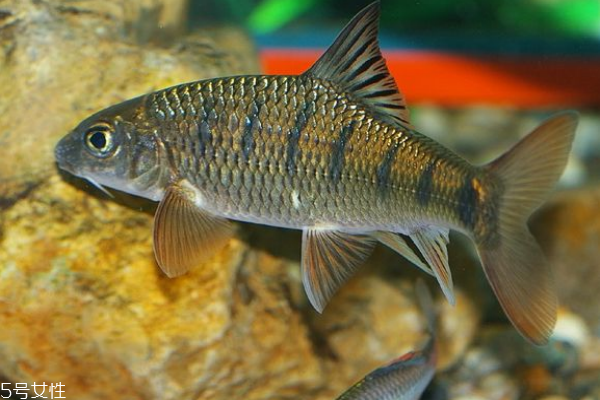 石斑鱼为什么这么贵,为什么石斑鱼越来越便宜 石斑鱼为什么这么贵,为什么石斑鱼越来越便宜