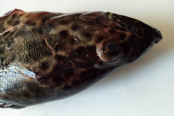 石斑鱼多少钱一斤市场价2021,石斑鱼价格一斤多少钱