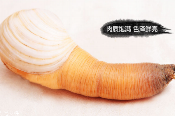 家常炒象拔蚌肉的做法,象拔蚌炒什么好吃