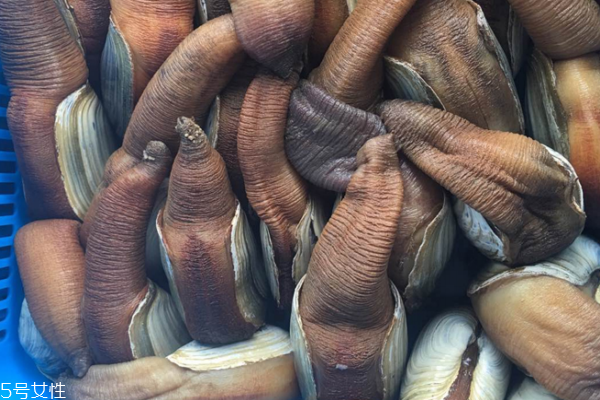 象拔蚌清洗方法 找对方法很重要,象拔蚌清洗方法 象拔蚌清洗方法 找对方法很重要,象拔蚌清洗方法