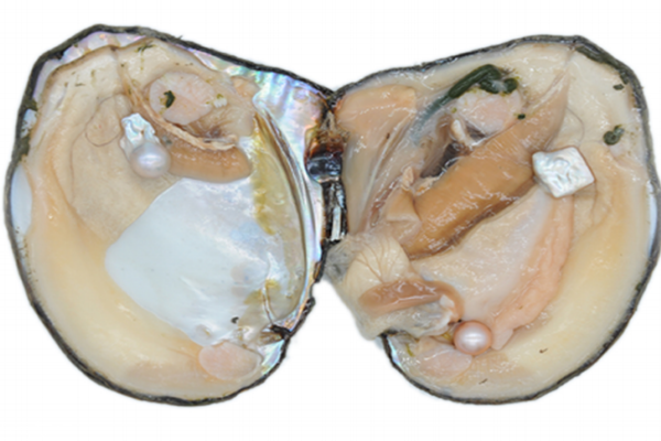 吃河蚌喝啤酒会有什么反应,河蚌不能和什么一起吃