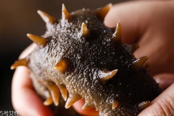 海参为什么会化成水图片,海参为什么会化成水是什么样 海参为什么会化成水图片,海参为什么会化成水是什么样