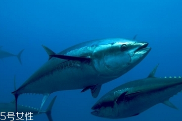 金枪鱼是什么味道,金枪鱼味道怎么样 金枪鱼是什么味道,金枪鱼味道怎么样