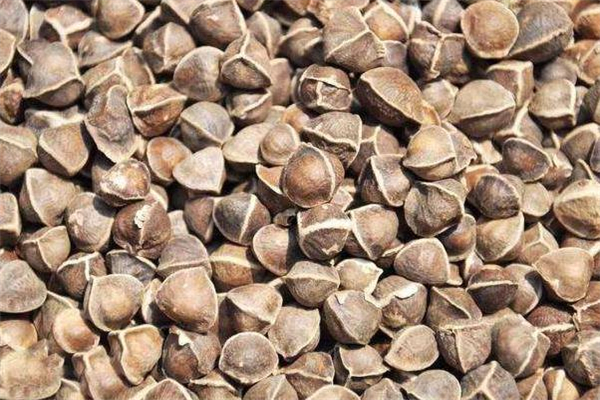 辣木籽可以空腹吃吗空腹吃好不好,辣木籽可以减肥吗