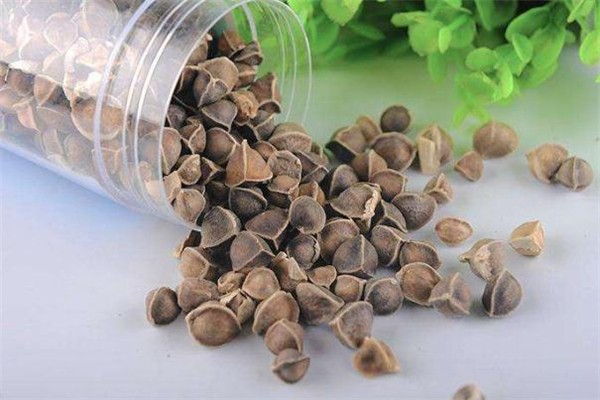 吃辣木籽拉肚子怎么回事呢,吃了辣木籽拉肚子是怎么一回事 吃辣木籽拉肚子怎么回事呢,吃了辣木籽拉肚子是怎么一回事