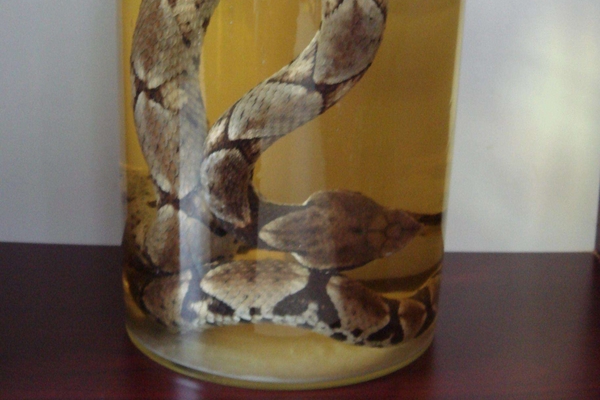 劲酒是白酒还是黄酒?,劲酒跟黄酒有什么区别