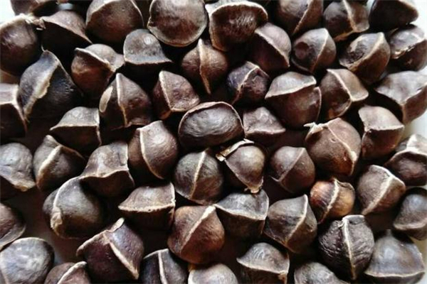 辣木籽中毒怎么办,辣木籽中毒怎么解毒