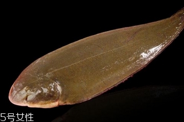 龙利鱼为什么不能吃,龙利鱼真的不能吃