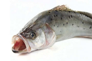 清蒸鲈鱼开水蒸还是冷水蒸,鲈鱼热水蒸还是冷水蒸