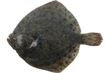 多宝鱼营养价值和功效和作用,多宝鱼营养价值高吗