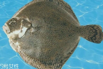 多宝鱼怎样宰杀处理,多宝鱼如何处理干净 多宝鱼怎样宰杀处理,多宝鱼如何处理干净