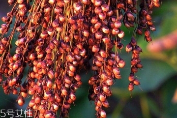 高粱酒怎么做,高粱酒加什么调口感好