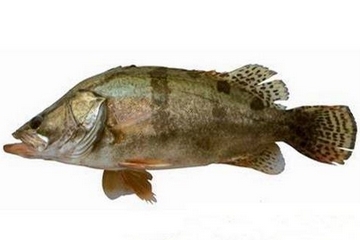 桂鱼有刺吗,可以给宝宝吃吗,黄金桂鱼有刺吗