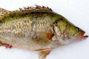 桂鱼多少钱一斤市场价,花桂鱼多少钱一斤