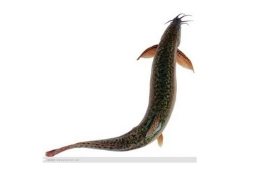 泥鳅为什么那么滑?,泥鳅的身体为什么是滑的