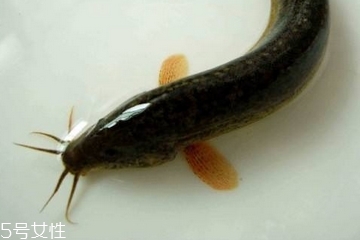 泥鳅是大的好还是小的好吃,泥鳅是大的好还是小的好?