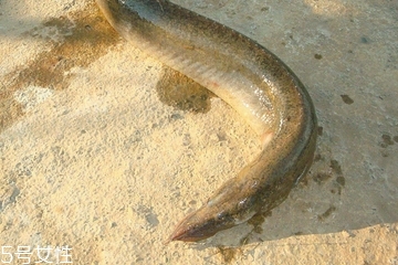 黄鳝如何去骨头,黄鳝如何去骨